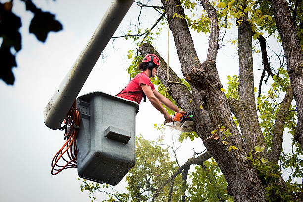 Best Tree Trimming Near Me  in Chester, VA